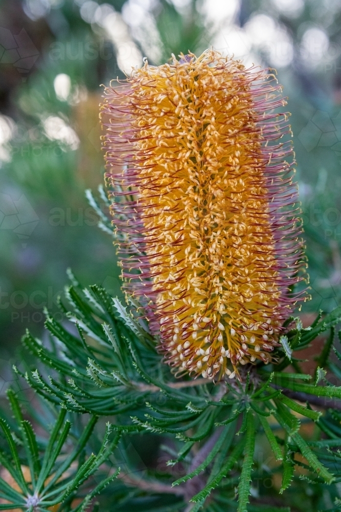 Yellow flower on banksia tree - Australian Stock Image