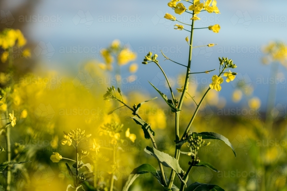 Yellow flowering canola plants - Australian Stock Image