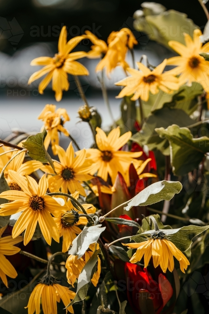 Yellow flowering daisy. - Australian Stock Image