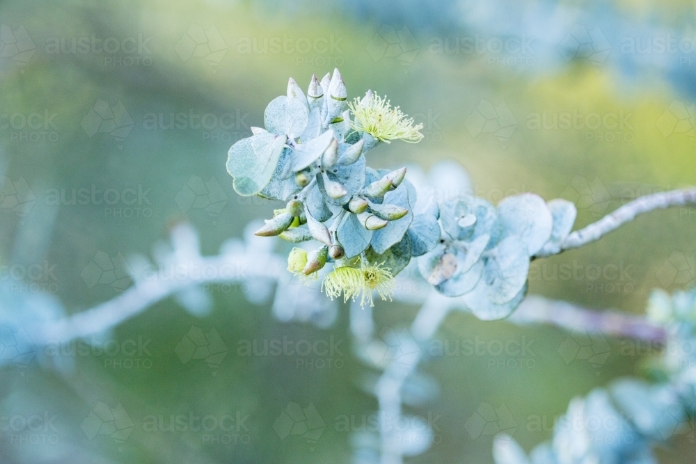Yellow flowering gum with round leaves close up - Australian Stock Image