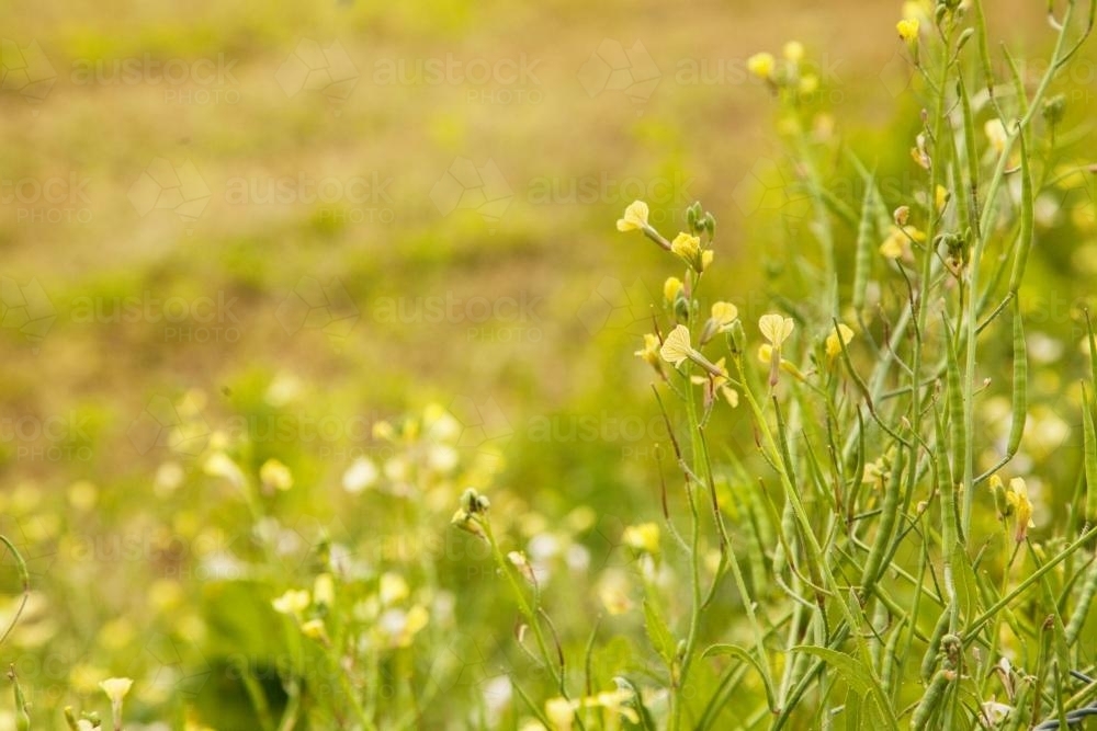 Yellow flowers and seed pods on the roadside - Australian Stock Image