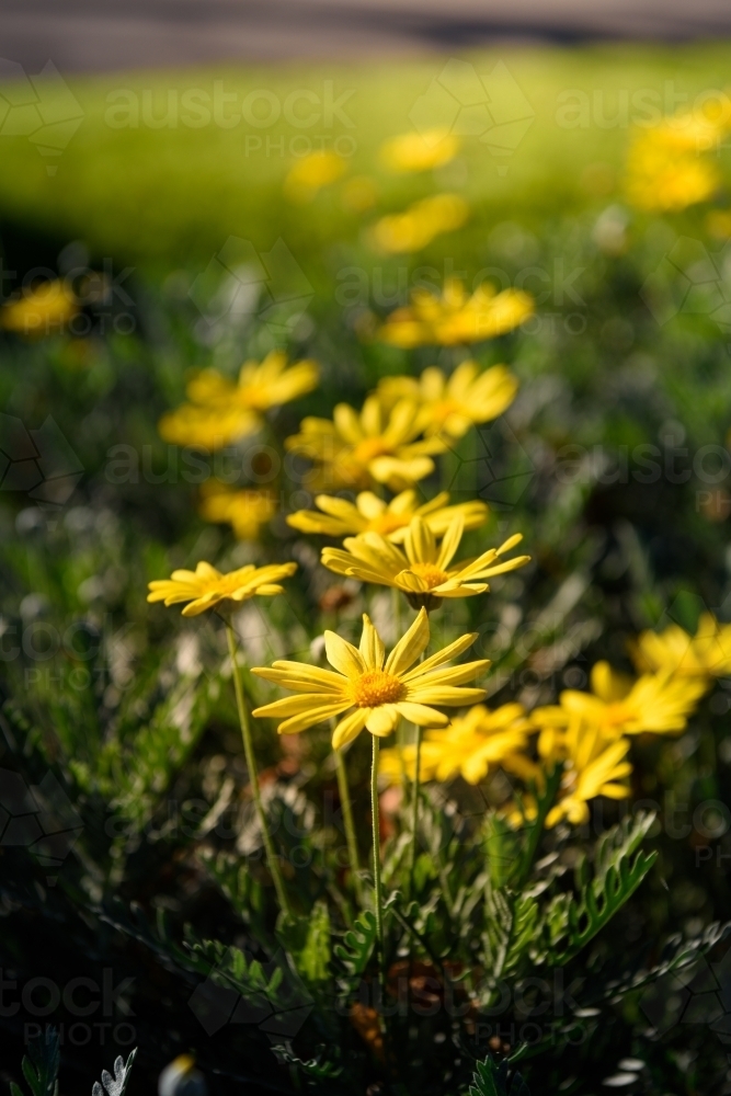 Yellow flowers closeup (Euryops pectinatus) - Australian Stock Image