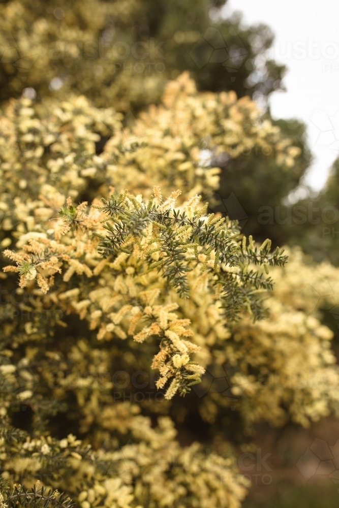 Yellow flowers of acacia tree - Australian Stock Image