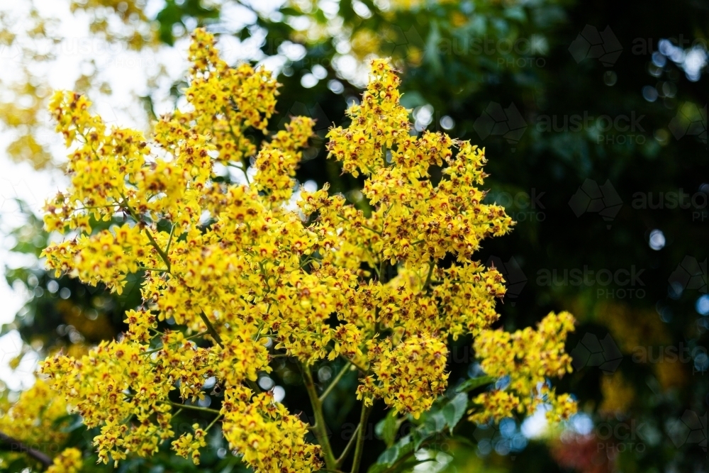 Yellow flowers on a flowering tree - Australian Stock Image