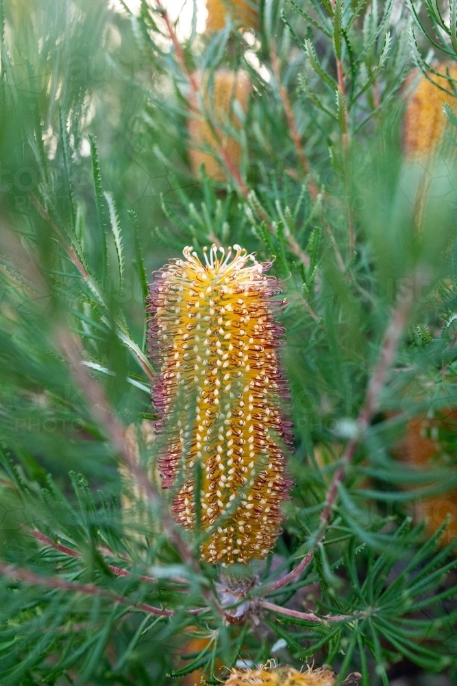 Yellow flowers on banksia tree - Australian Stock Image