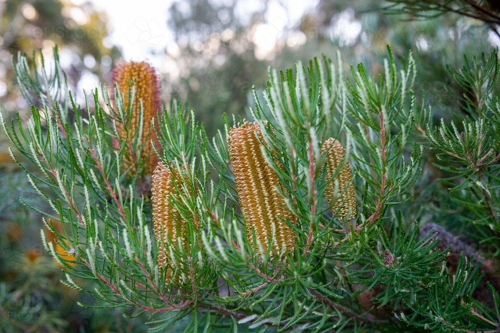 Yellow flowers on banksia tree - Australian Stock Image