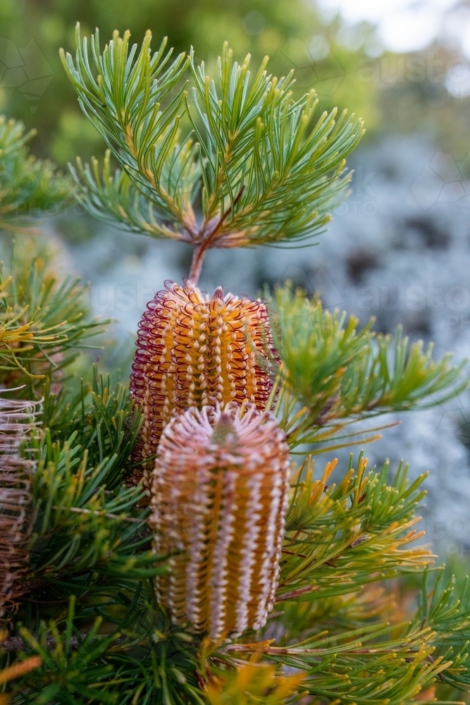 Yellow flowers on banksia tree - Australian Stock Image