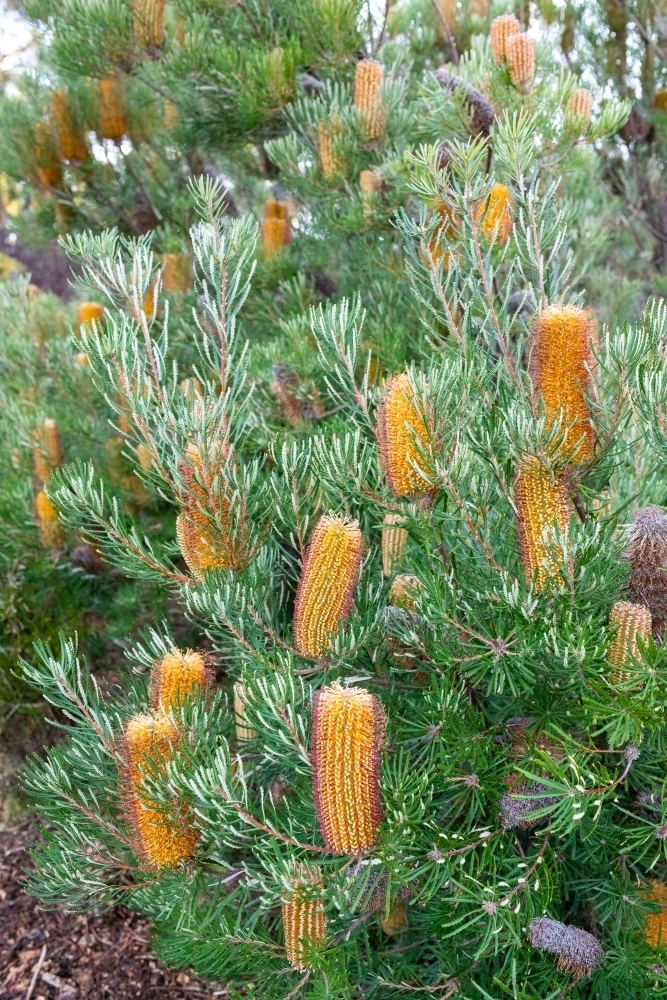 Yellow flowers on banksia tree - Australian Stock Image
