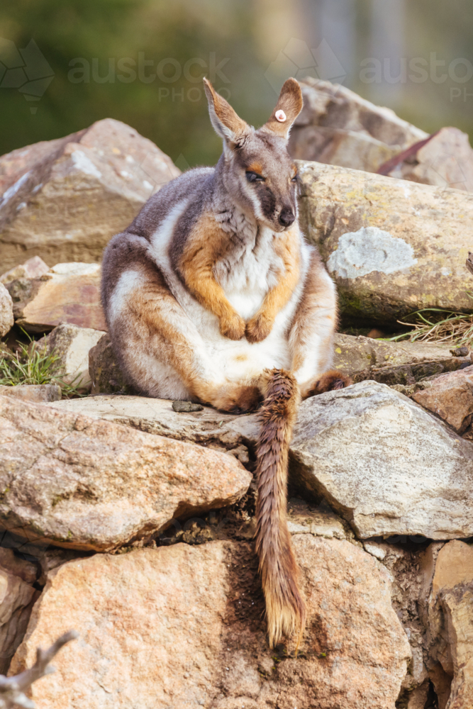 Yellow footed rock wallaby amongst rocks in a cliff face at a zoo in Australia - Australian Stock Image