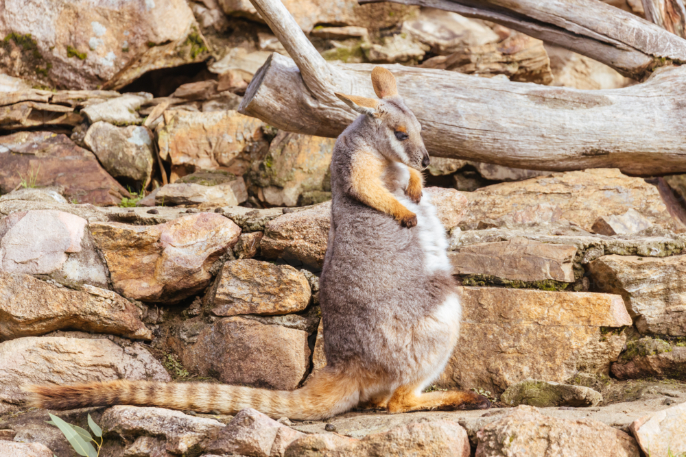 Yellow footed rock wallaby amongst rocks in a cliff face at a zoo in Australia - Australian Stock Image