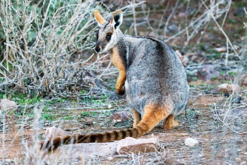 yellow footed rock wallaby - Australian Stock Image