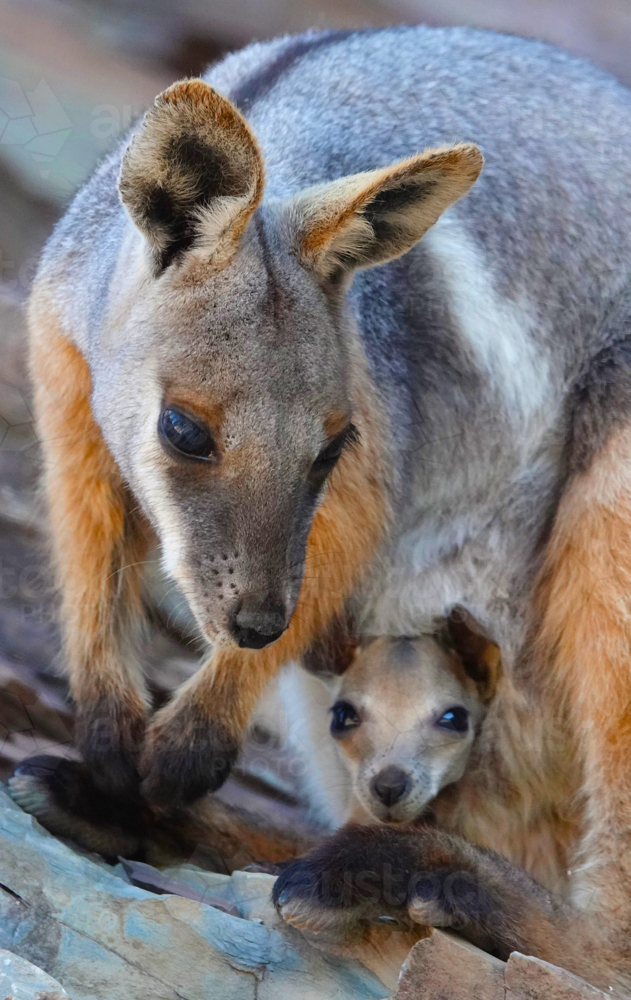 Yellow-footed Rock Wallaby - Australian Stock Image