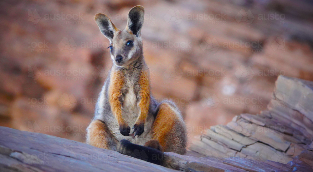 Yellow-footed Rock Wallaby - Australian Stock Image