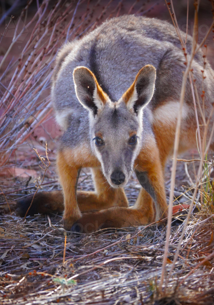 Yellow-footed Rock Wallaby - Australian Stock Image