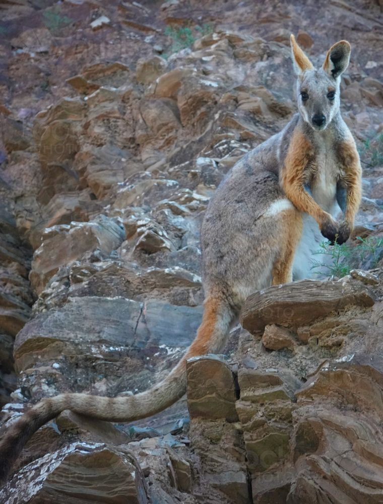 Yellow-footed Rock Wallaby - Australian Stock Image