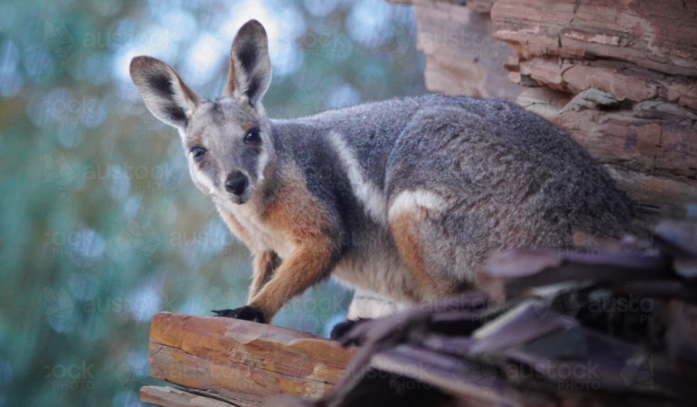 Yellow-footed Rock Wallaby - Australian Stock Image
