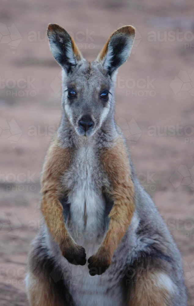 Yellow-footed Rock Wallaby - Australian Stock Image