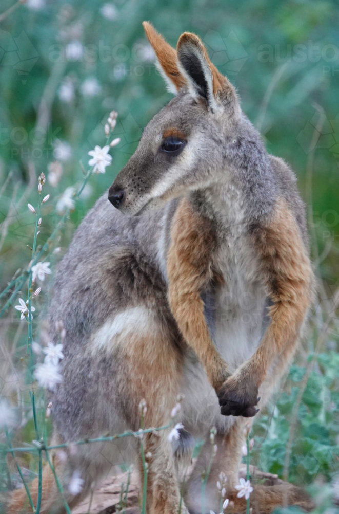 Yellow-footed Rock Wallaby - Australian Stock Image