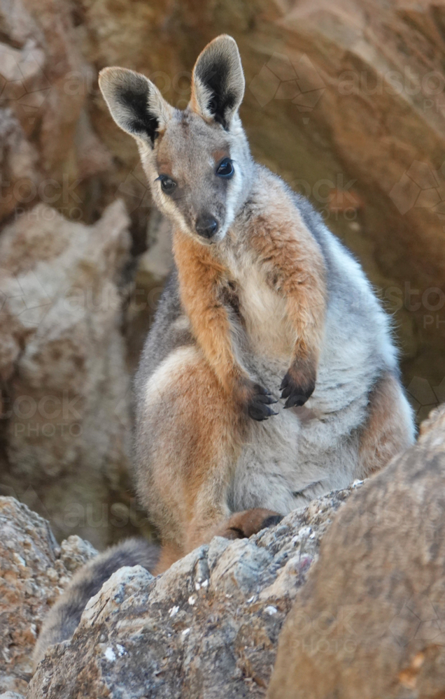 Yellow-footed Rock Wallaby - Australian Stock Image