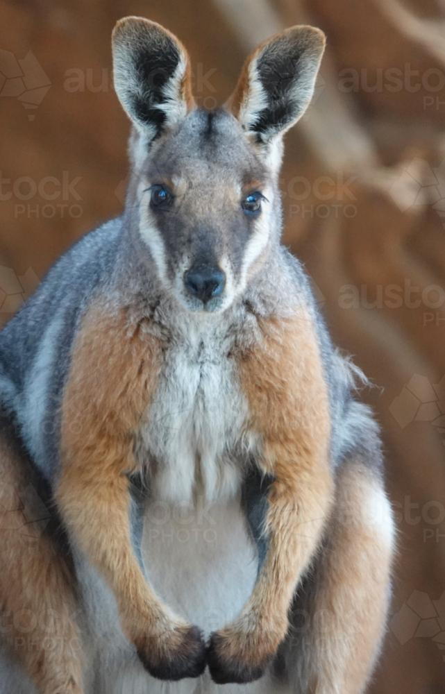 Yellow-footed Rock Wallaby - Australian Stock Image