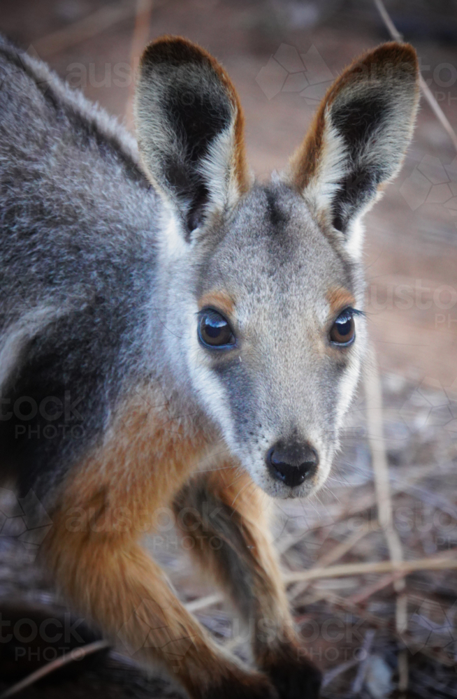Yellow-footed Rock Wallaby - Australian Stock Image