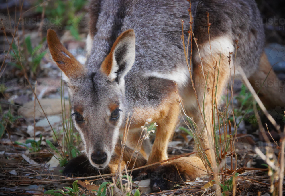 Yellow-footed Rock Wallaby - Australian Stock Image