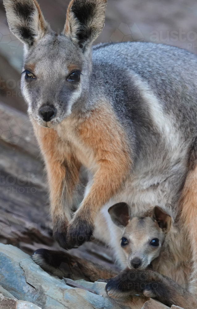 Yellow-footed Rock Wallaby - Australian Stock Image
