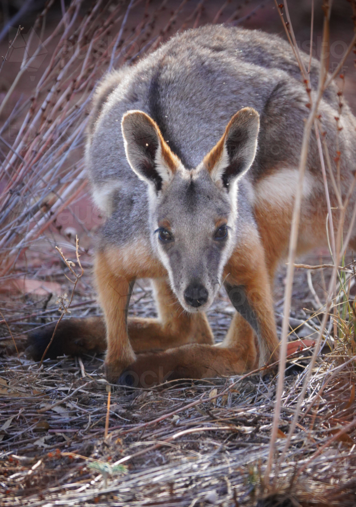 Yellow-footed Rock Wallaby - Australian Stock Image