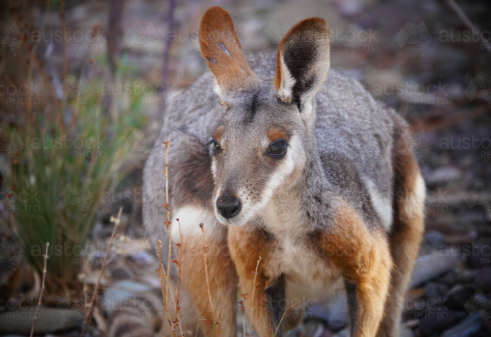 Yellow-footed Rock Wallaby - Australian Stock Image