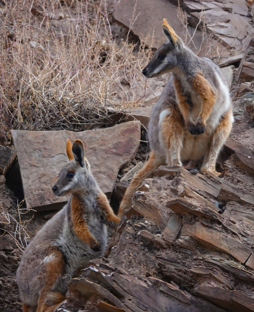 Yellow-footed Rock Wallaby in the Flinders Ranges - Australian Stock Image