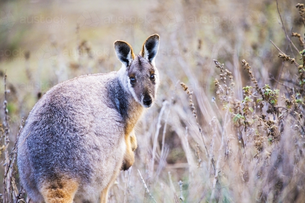 Yellow footed rock wallaby peering back - Australian Stock Image