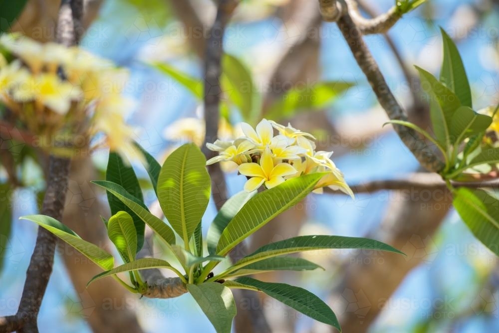 Yellow frangipani flowers on a bush - Australian Stock Image