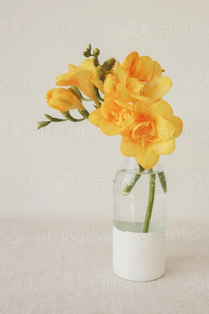 Yellow freesia flowers in a vase - Australian Stock Image