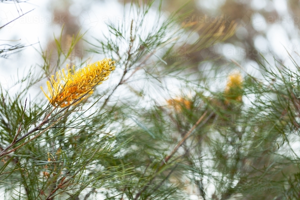 Yellow grevillea flower - Australian Stock Image