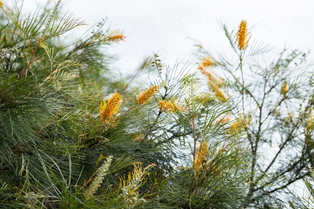 Yellow grevillea flowers on native bush - Australian Stock Image