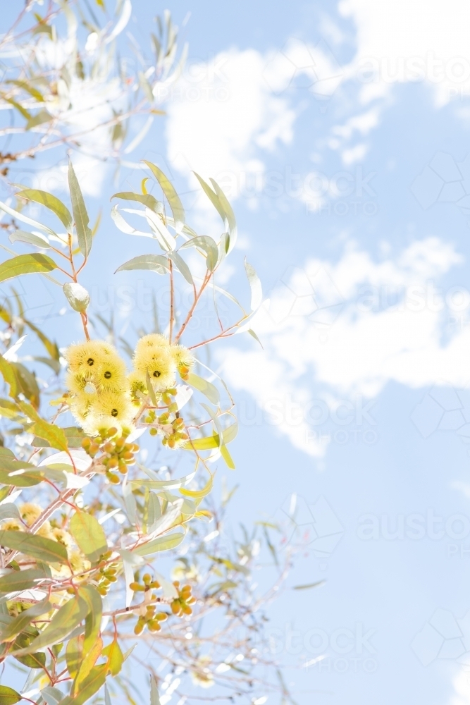 Yellow gum blossom flower with leaves and branches against a pastel blue sky - Australian Stock Image