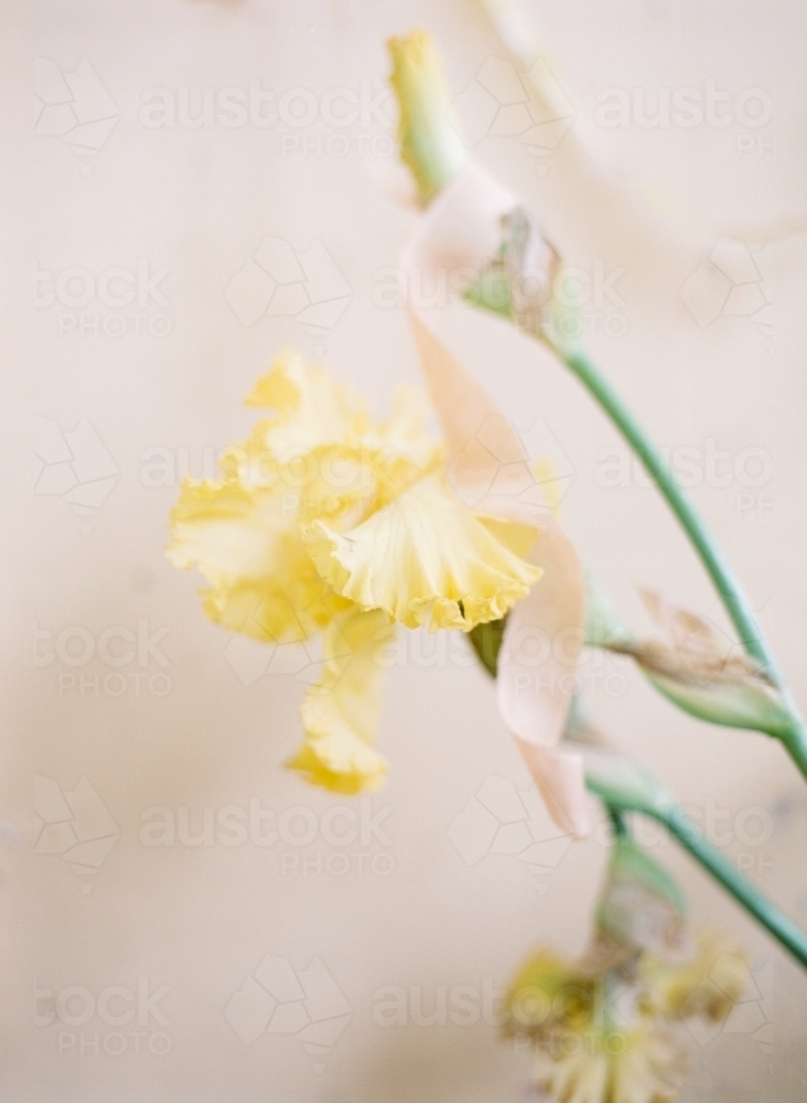 Yellow Iris Flower against Simple Background - Australian Stock Image