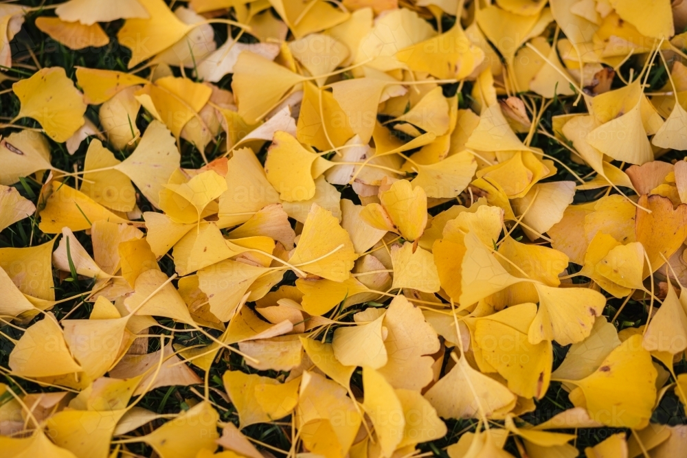 Yellow leaves from a Gingko tree scattered on the ground. - Australian Stock Image