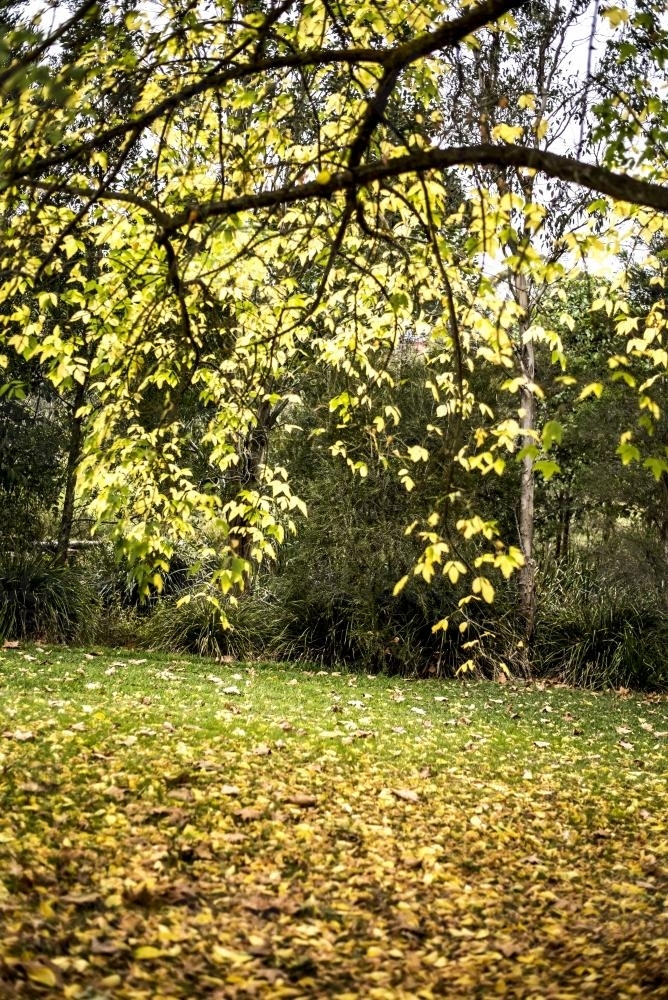 Yellow leaves hanging over lawn covered in autumn leaves - Australian Stock Image