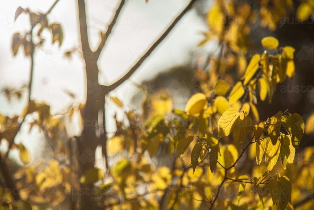 Yellow leaves on a bush in autumn - Australian Stock Image