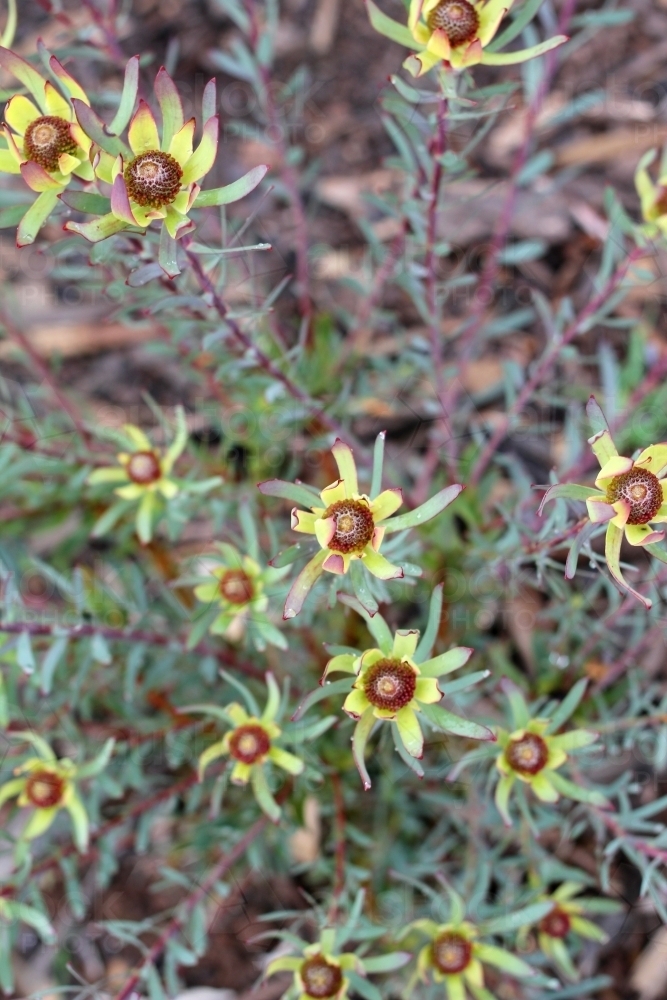 Yellow leucadendron shrub in flower - Australian Stock Image