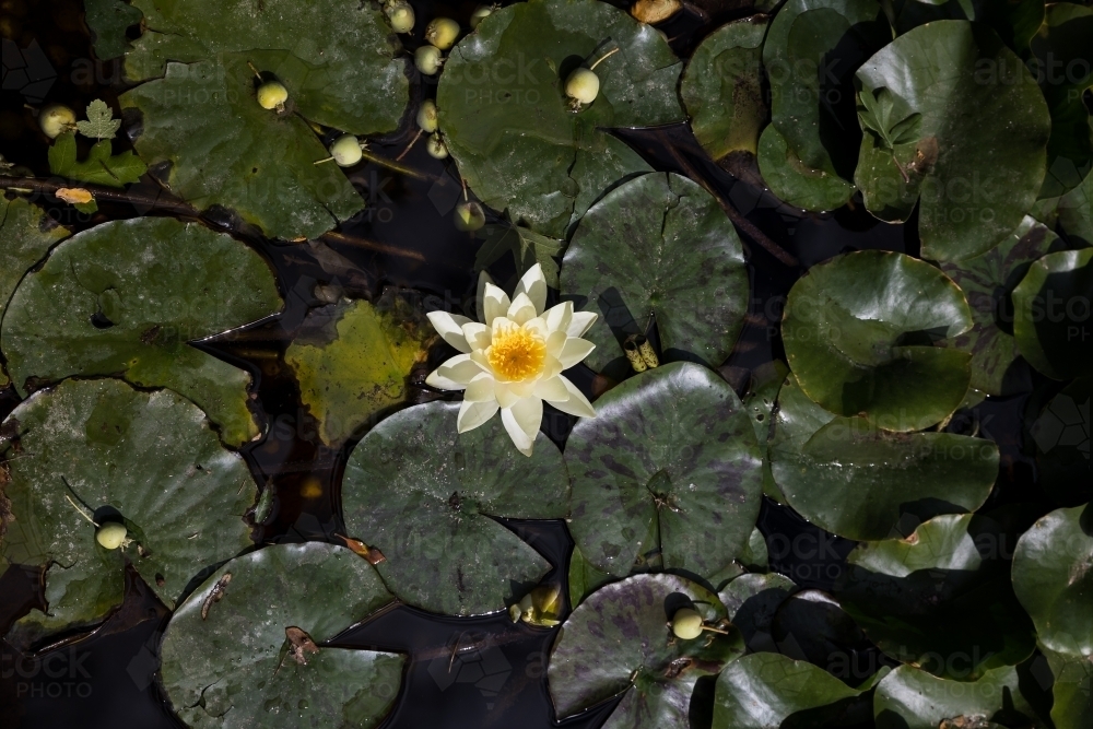 Yellow Lilly In A Pond - Australian Stock Image