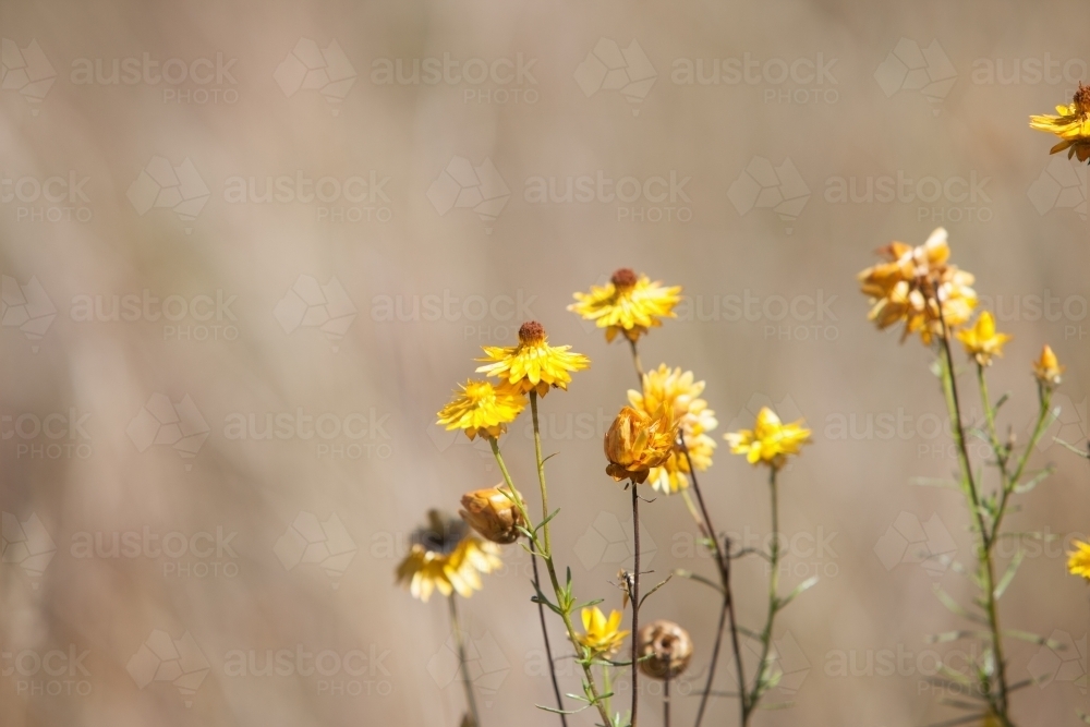 Yellow native paper daisy flower close up - Australian Stock Image