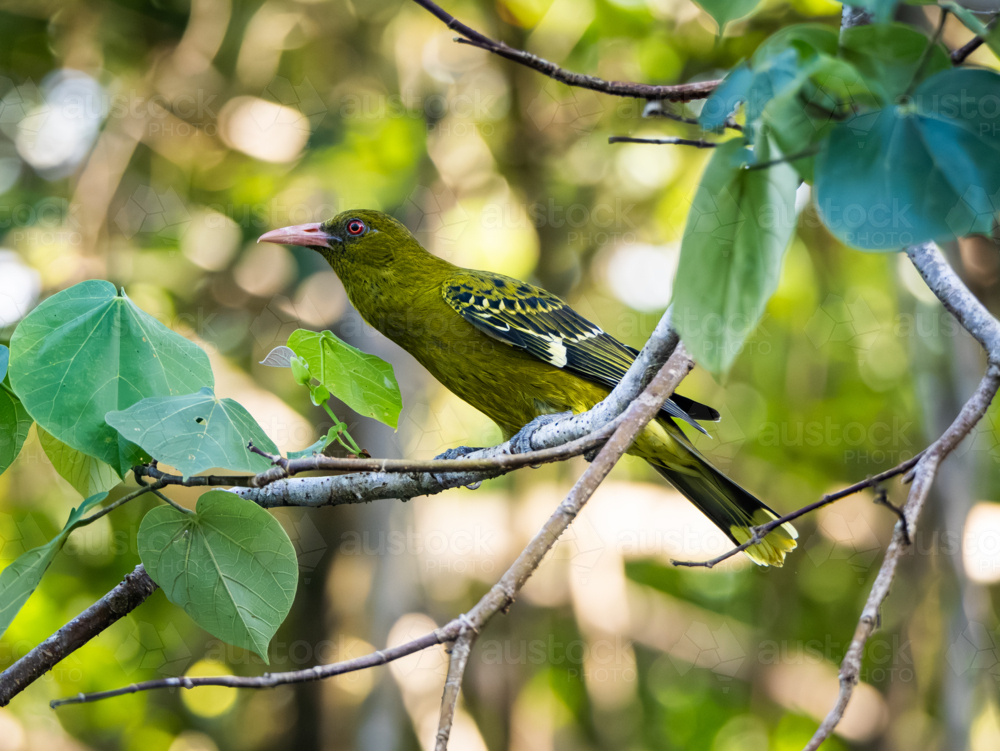 Yellow Oriole bird in a tree - Australian Stock Image