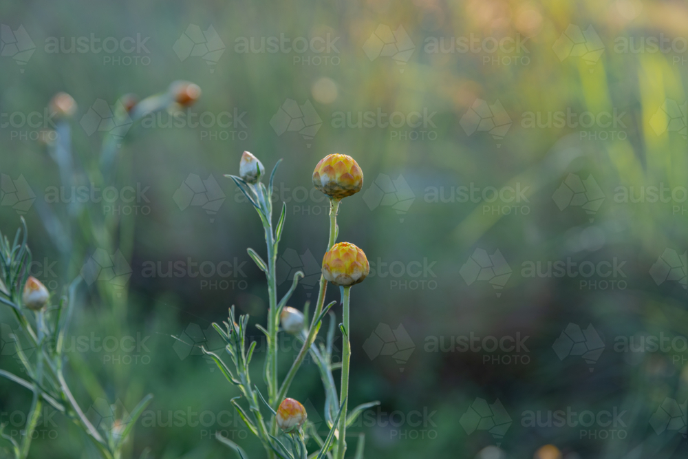Yellow paper daisies in a country field - Australian Stock Image