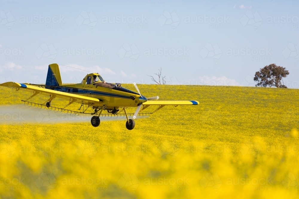 yellow plane used for crop dusting applying fungicide to a canola crop - Australian Stock Image