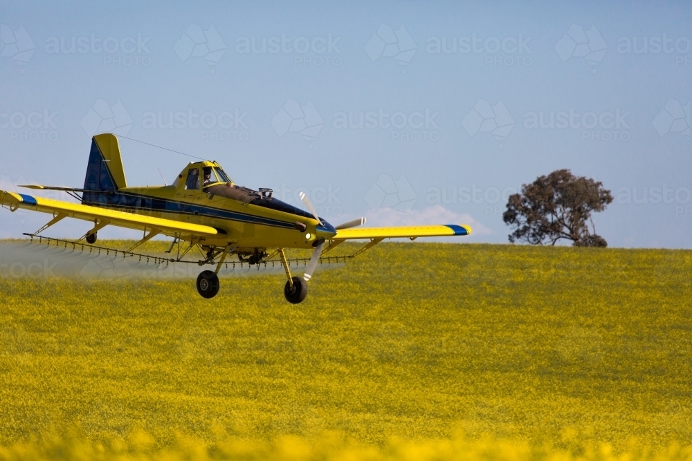 yellow plane used for crop dusting applying fungicide to a canola crop - Australian Stock Image