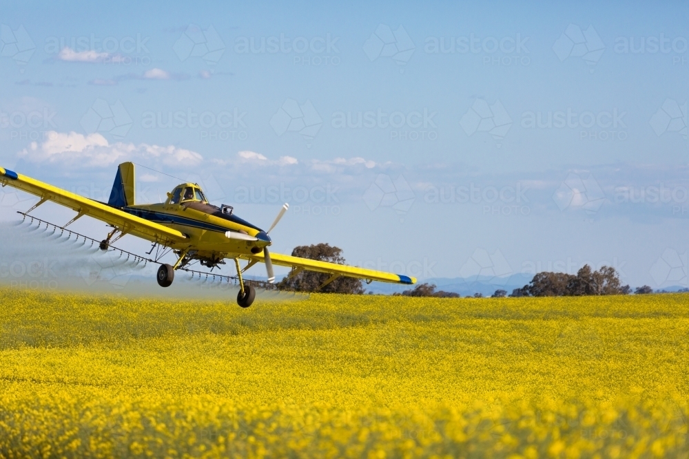 yellow plane used for crop dusting applying fungicide to a canola crop - Australian Stock Image