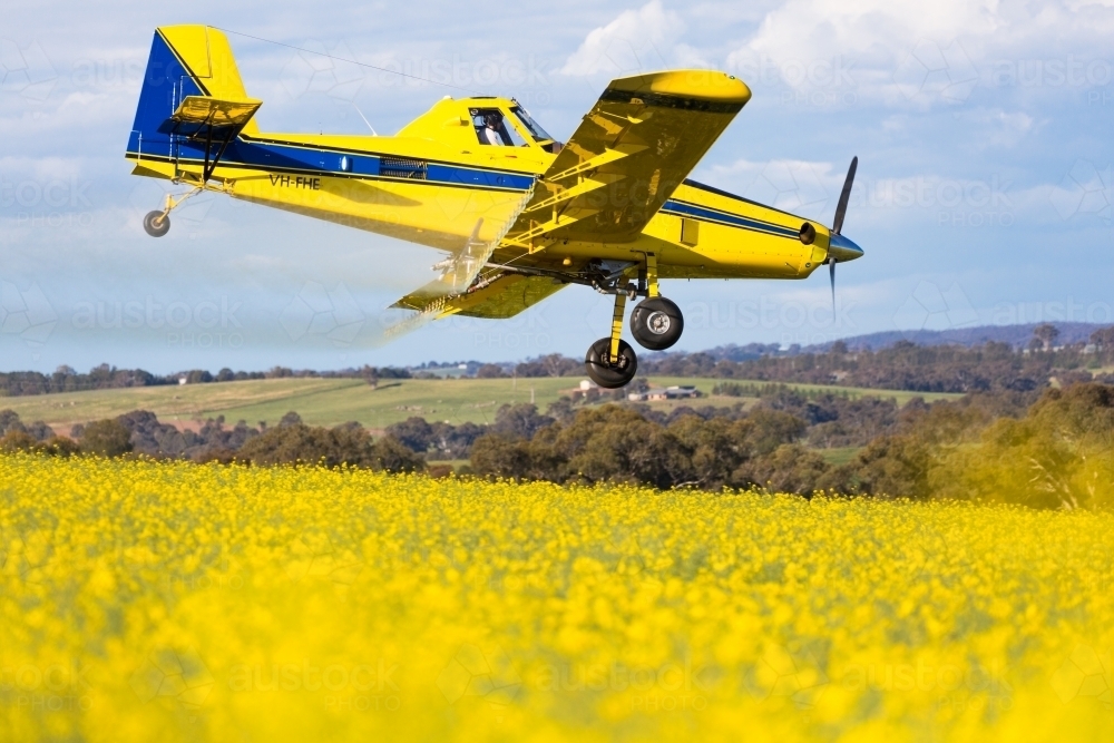 yellow plane used for crop dusting applying fungicide to a canola crop - Australian Stock Image