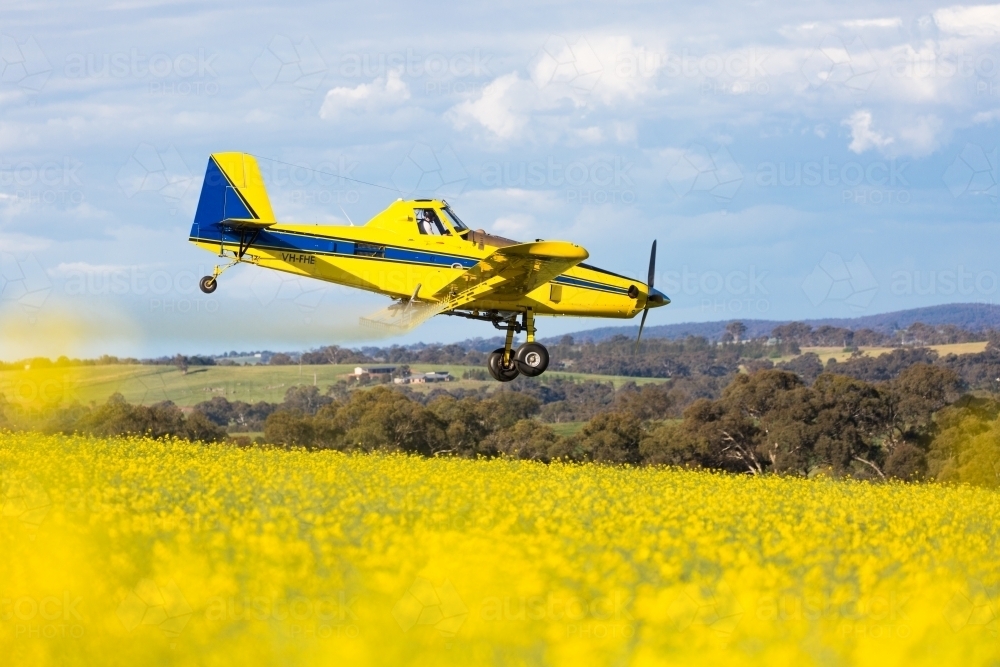 yellow plane used for crop dusting applying fungicide to a canola crop - Australian Stock Image